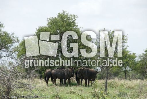 Gnus (22 von 22).jpg